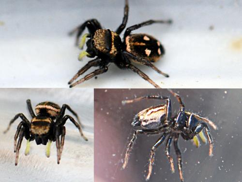 Réf. 139 628 : Heliophanus sp.