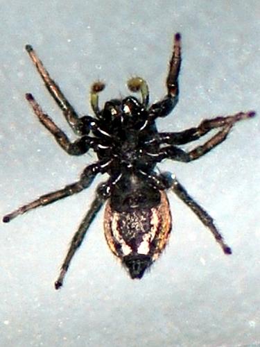 Réf. 139 241 : Heliophanus apiatus