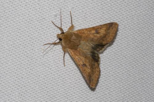 Helicoverpa armigera