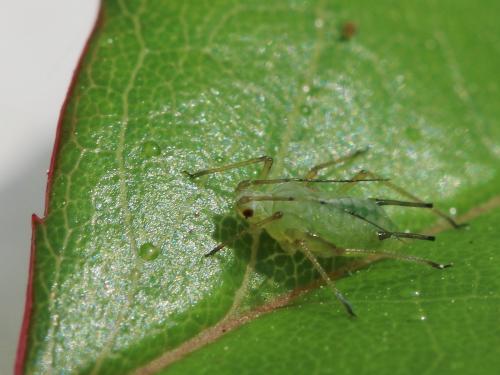 Réf. 139 639 : Macrosiphum sp.