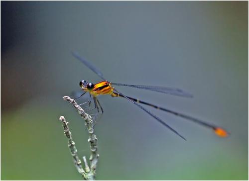 Réf. 139 566 : Heteragrion rogertaylori