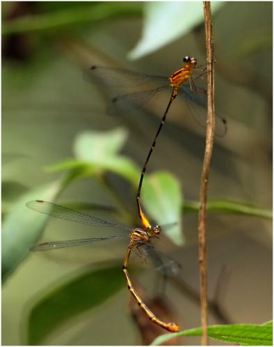 Heteragrion rogertaylori