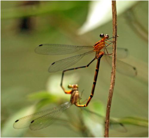 Heteragrion rogertaylori