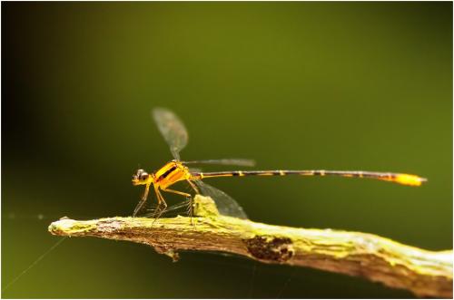 Réf. 139 567 : Heteragrion rogertaylori