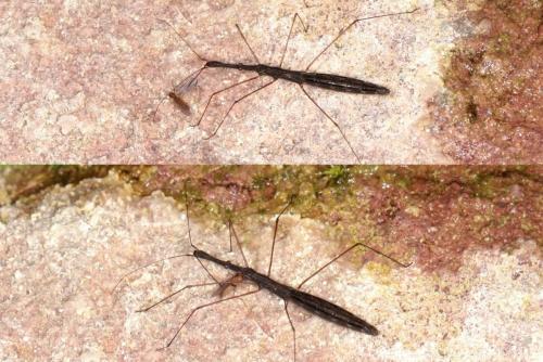 Hydrometra stagnorum