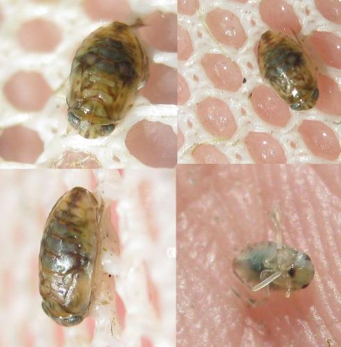 Micronecta scholtzi