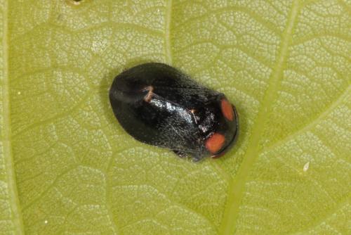 Penthimia nigra