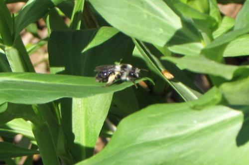 Andrena sp.