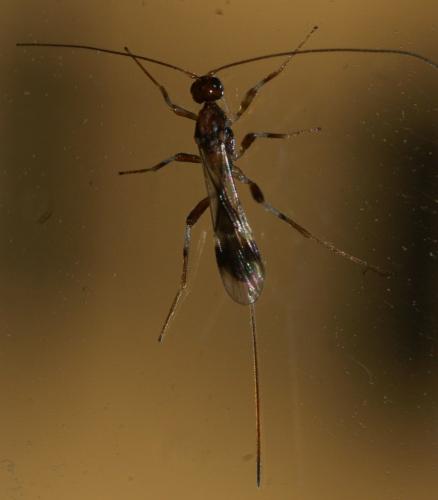 Réf. 139 436 : Spathius sp.