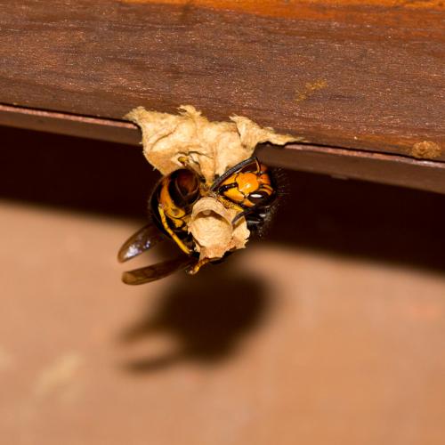 Réf. 139 161 : Vespa velutina