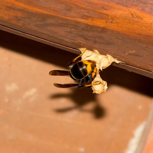 Vespa velutina