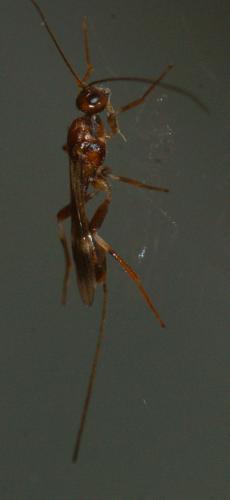 Réf. 139 668 : Spathius sp.