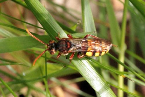 Nomada flava