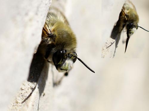 Anthophora plumipes