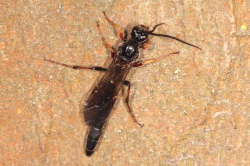 Réf. 139 715 : Alomya sp.