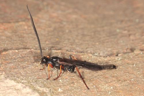 Alomya sp.