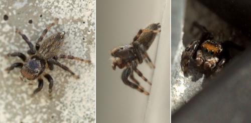 Maratus griseum