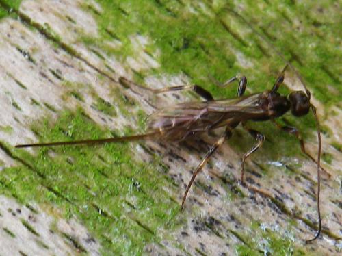 Doryctinae