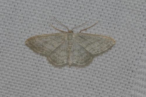 Réf. 139 876 : Idaea subsericeata