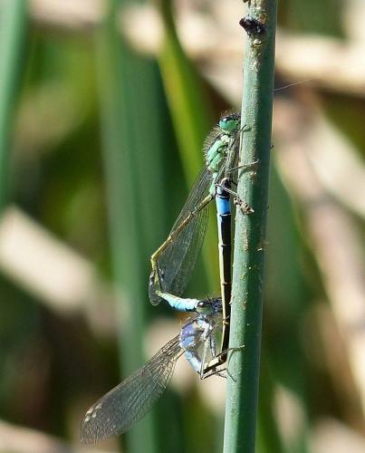 Ischnura elegans