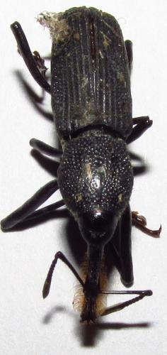 Rhinostomus barbirostris