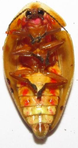 Réf. 139 685 : Aspisoma sp.