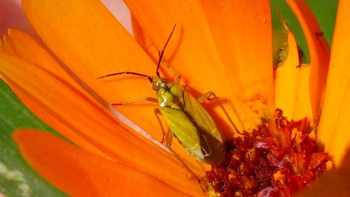 Macrotylus nigricornis