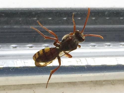 Nomada sp.