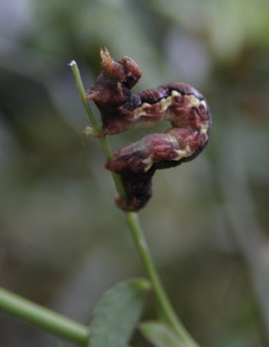 Erannis defoliaria