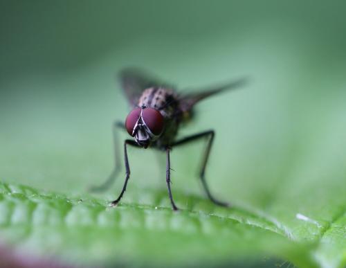 Hylemya sp.