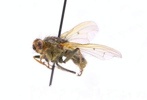 Scathophaga stercoraria
