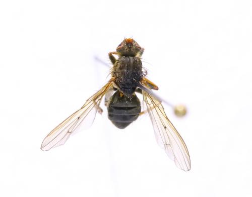 Scathophaga stercoraria