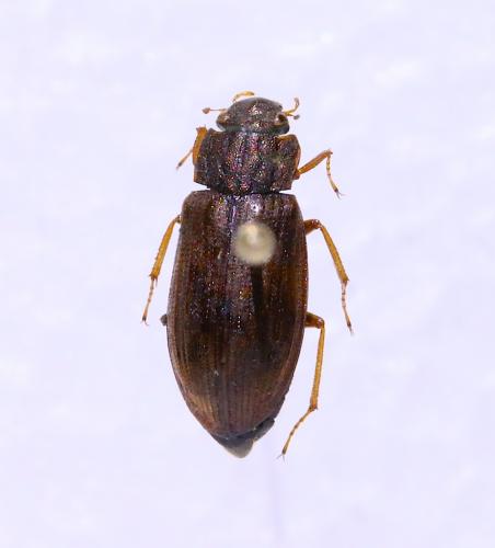 Helophorus sp.