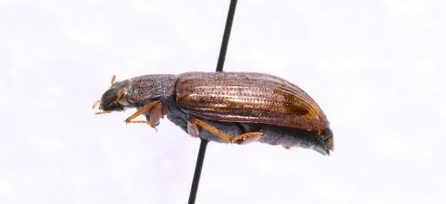 Réf. 139 873 : Helophorus sp.