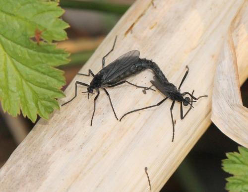 Penthetria funebris