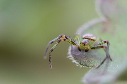Diaea dorsata