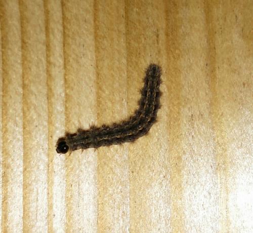 Eilema sp.