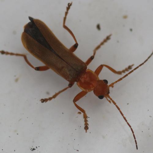 Cantharis sp.