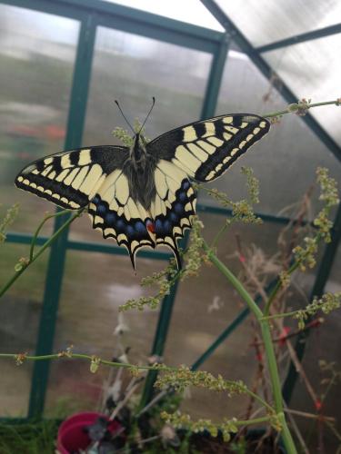 Papilio machaon