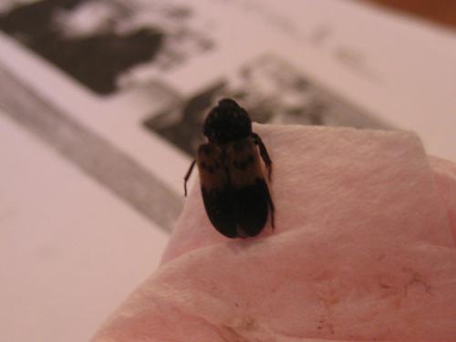 Dermestes lardarius
