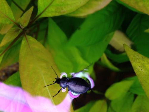 Carabus convexus