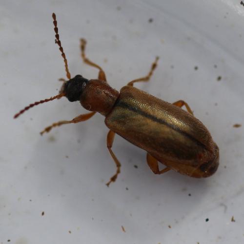 Réf. 139 251 : Orsodacne humeralis