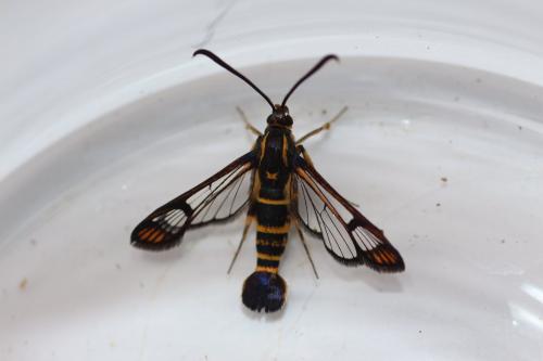 Réf. 139 434 : Synanthedon conopiformis