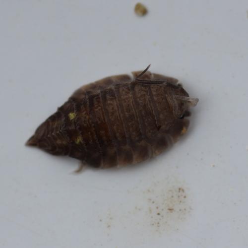 Réf. 139 621 : Oniscus simoni