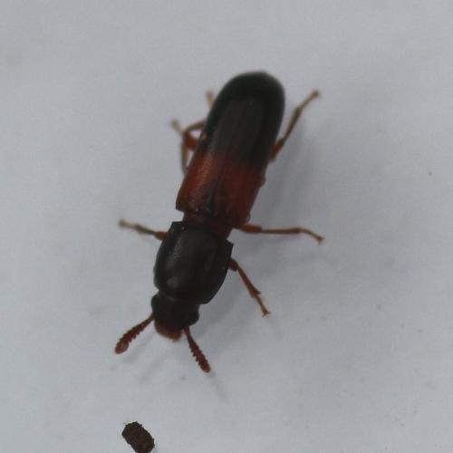 Corticeus fasciatus