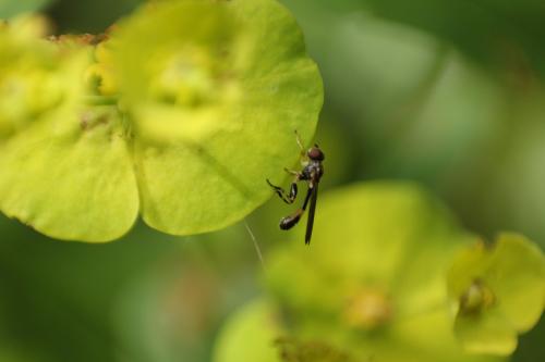 Sphegina clunipes