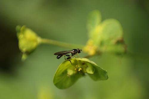 Sphegina clunipes
