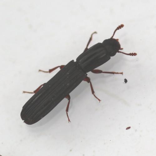 Réf. 139 855 : Colydium sp.