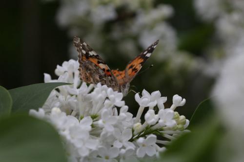 Vanessa cardui
