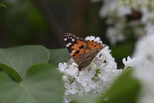 Vanessa cardui